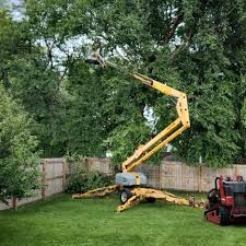 Leaf Removal in Oildale, CA