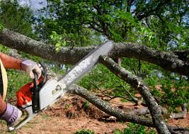 Oildale, CA Tree Care Company