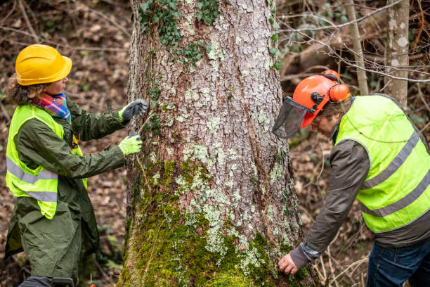 Best Arborist Consultation Services  in Oildale, CA