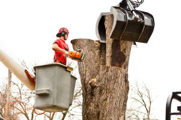 Professional Tree Care in Oildale, CA
